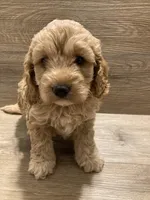 Cockapoo, a female Cockapoo for sale in Charlotte, NC – Photo 6 of 10