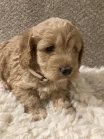 Cockapoo, a female Cockapoo for sale in Charlotte, NC – Photo 7 of 10