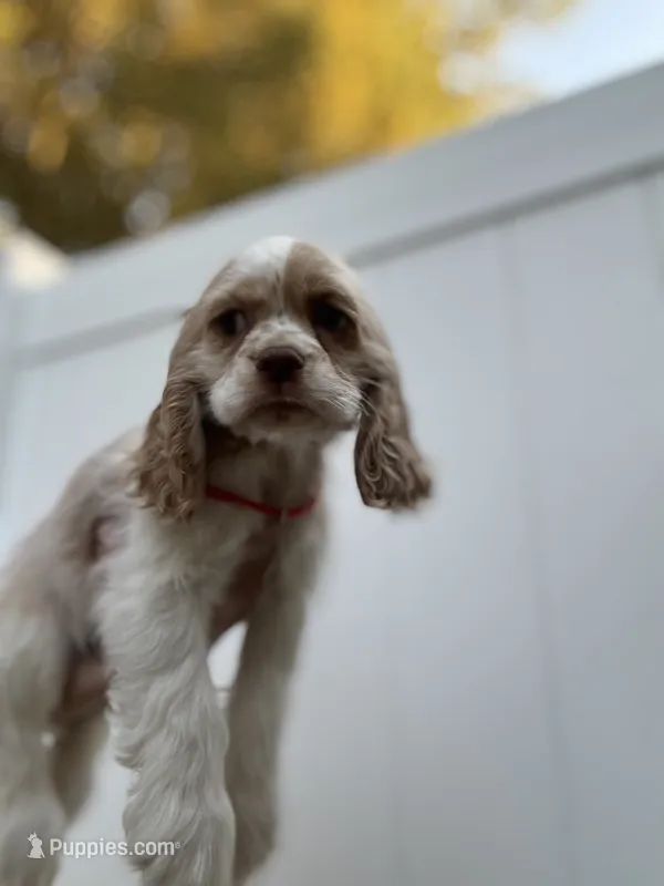AKC American Cocker Spaniel Boy # 2 – Cocker Spaniel puppy for sale in Charlotte, NC