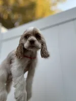 AKC American Cocker Spaniel Boy # 2, a male Cocker Spaniel for sale in Charlotte, NC – 1 of 5