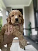 Pink collard Girl #2, a female Cockapoo for sale in Charlotte, NC – 3 of 6