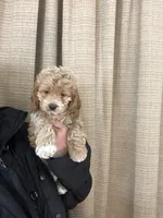 Cockapoo Girl#1, a female Cockapoo for sale in Charlotte, NC – Photo 1 of 3