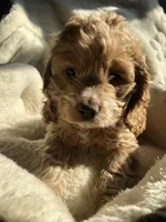 Cockapoo Girl#1, a female Cockapoo for sale in Charlotte, NC – Photo 3 of 3