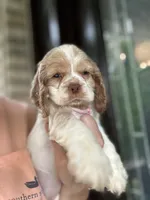 AKC American Cocker Spaniel Girl #2, a female Cocker Spaniel for sale in Charlotte, NC – 3 of 6
