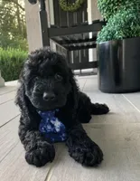 Mini-Cockapoo #1, a male Cockapoo for sale in Charlotte, NC – Photo 6 of 10