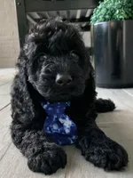 Mini-Cockapoo #1, a male Cockapoo for sale in Charlotte, NC – Photo 2 of 10