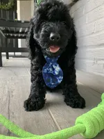 Mini-Cockapoo #1, a male Cockapoo for sale in Charlotte, NC – Photo 3 of 10