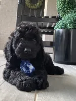 Mini-Cockapoo #1, a male Cockapoo for sale in Charlotte, NC – Photo 8 of 10