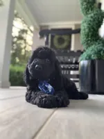 Mini-Cockapoo #1, a male Cockapoo for sale in Charlotte, NC – Photo 1 of 10