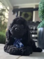 Mini-Cockapoo #1, a male Cockapoo for sale in Charlotte, NC – Photo 5 of 10