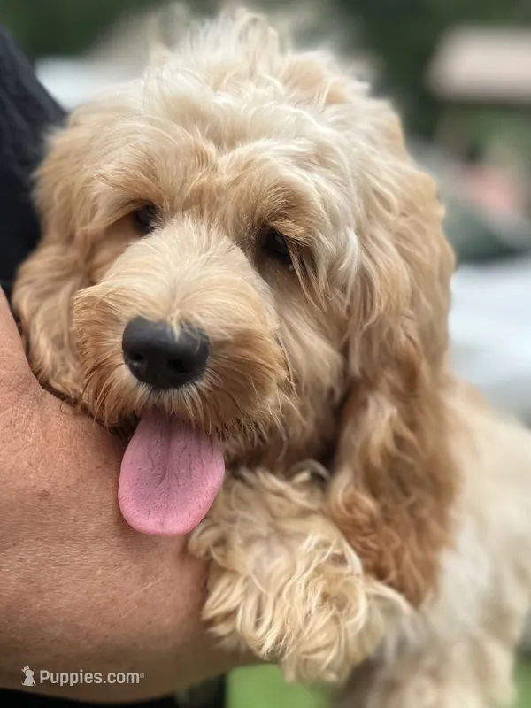 Cockapoo Boy – Cockapoo puppy for sale in Charlotte, NC