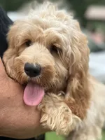 Cockapoo Boy, a female Cockapoo for sale in Charlotte, NC – 7 of 8