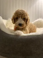 Orange Collard Boy, a male Cockapoo for sale in Charlotte, NC – 8 of 10