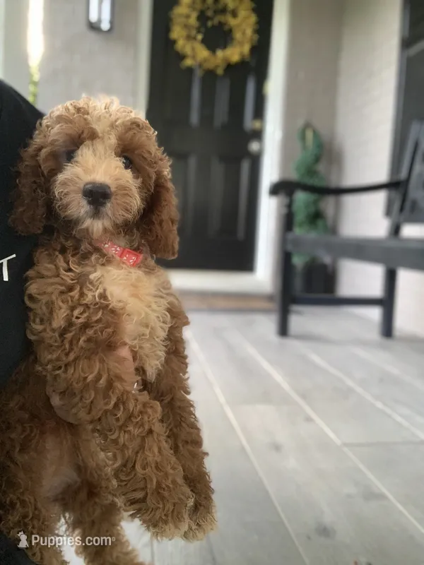 Cockapoo Girl #1 – Cockapoo puppy for sale in Charlotte, NC