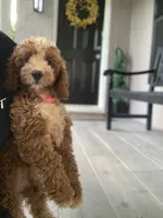 Cockapoo Girl #1, a female Cockapoo for sale in Charlotte, NC – 4 of 6