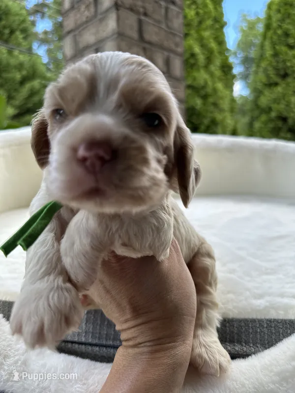 AKC American Cocker Spaniel Boy #1 – Cocker Spaniel puppy for sale in Charlotte, NC
