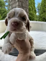 AKC American Cocker Spaniel Boy #1, a male Cocker Spaniel for sale in Charlotte, NC – 3 of 6
