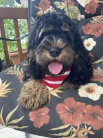 Cockapoo Boy, a male Cockapoo for sale in Charlotte, NC – Photo 6 of 10
