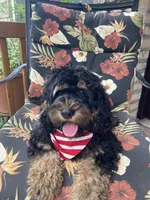Cockapoo Boy, a male Cockapoo for sale in Charlotte, NC – Photo 3 of 10
