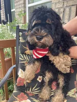 Cockapoo Boy, a male Cockapoo for sale in Charlotte, NC – Photo 5 of 10