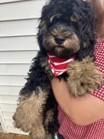 Cockapoo Boy, a male Cockapoo for sale in Charlotte, NC – Photo 4 of 10