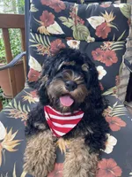 Cockapoo Boy, a male Cockapoo for sale in Charlotte, NC – Photo 1 of 10
