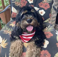 Cockapoo Boy, a male Cockapoo for sale in Charlotte, NC – Photo 8 of 10