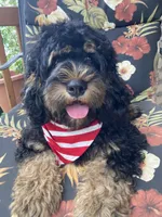 Cockapoo Boy, a male Cockapoo for sale in Charlotte, NC – Photo 7 of 10