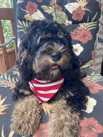 Cockapoo Boy, a male Cockapoo for sale in Charlotte, NC – Photo 2 of 10