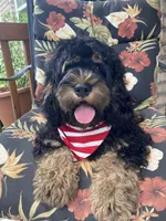 Cockapoo Boy, a male Cockapoo for sale in Charlotte, NC – Photo 9 of 10