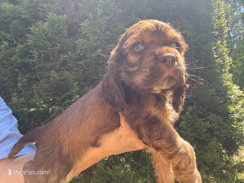 American Cocker Boy #3 – Cocker Spaniel puppy for sale in Charlotte, NC