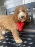 Cockapoo Boy, a male Cockapoo for sale in Charlotte, NC – 8 of 10