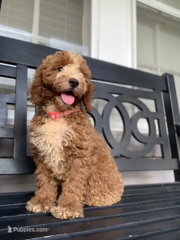 Cockapoo Girl #1 – Cockapoo puppy for sale in Charlotte, NC