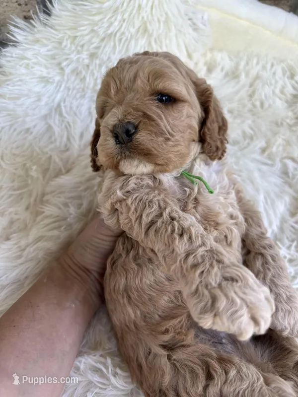 Cockapoo Boy#2 – Cockapoo puppy for sale in Charlotte, NC