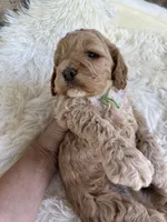Cockapoo Boy#2, a male Cockapoo for sale in Charlotte, NC – Photo 1 of 6
