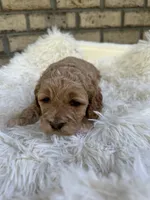 Cockapoo Boy#2, a male Cockapoo for sale in Charlotte, NC – Photo 6 of 6