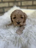 Cockapoo Boy#2, a male Cockapoo for sale in Charlotte, NC – Photo 5 of 6