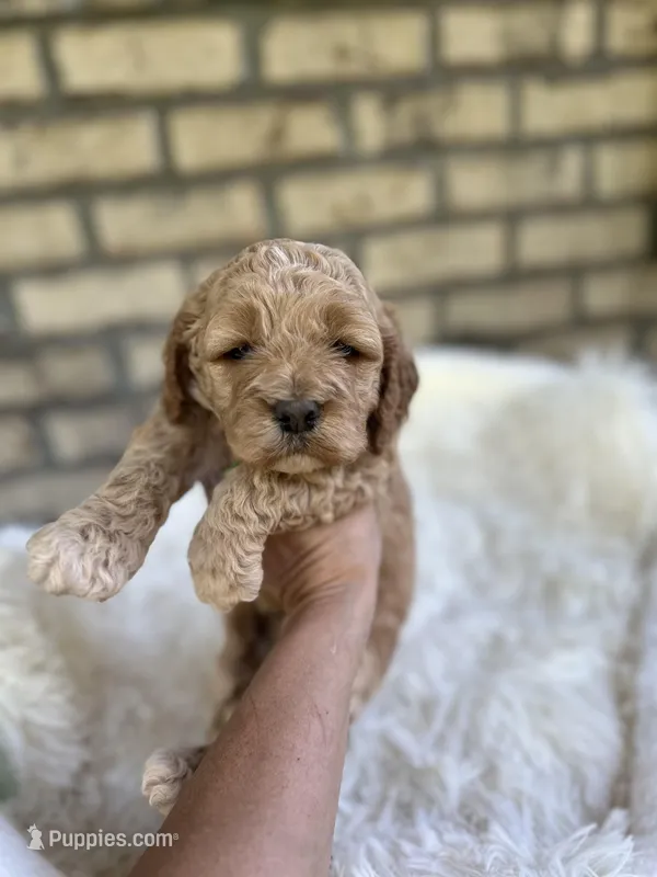 Cockapoo Boy#2 – Cockapoo puppy for sale in Charlotte, NC