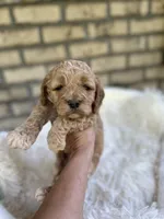 Cockapoo Boy#2, a male Cockapoo for sale in Charlotte, NC – Photo 4 of 6
