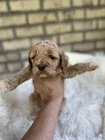 Cockapoo Boy#2, a male Cockapoo for sale in Charlotte, NC – Photo 3 of 6