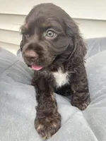 Mini Cocker spaniel Boys, a male Cocker Spaniel for sale in Charlotte, NC – Photo 6 of 8