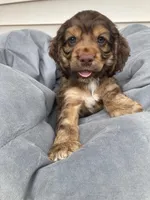 Mini Cocker spaniel Boys, a male Cocker Spaniel for sale in Charlotte, NC – Photo 2 of 8