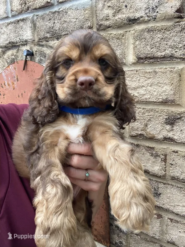 Mini Cocker spaniel Boys