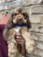 Mini Cocker spaniel Boys, a male Cocker Spaniel for sale in Charlotte, NC – Photo 1 of 8