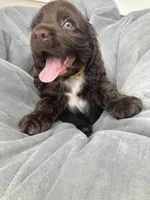 Mini Cocker spaniel Boys, a male Cocker Spaniel for sale in Charlotte, NC – Photo 4 of 8