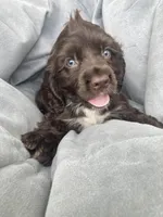 Mini Cocker spaniel Boys, a male Cocker Spaniel for sale in Charlotte, NC – Photo 8 of 8