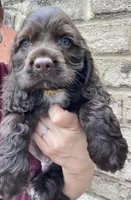 Mini Cocker spaniel Boys, a male Cocker Spaniel for sale in Charlotte, NC – Photo 3 of 8
