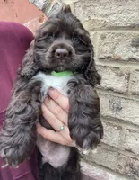 Mini Cocker spaniel Boys, a male Cocker Spaniel for sale in Charlotte, NC – Photo 7 of 8