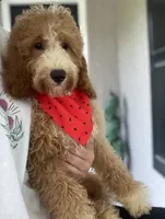 Cockapoo Boy, a male Cockapoo for sale in Charlotte, NC – 7 of 10