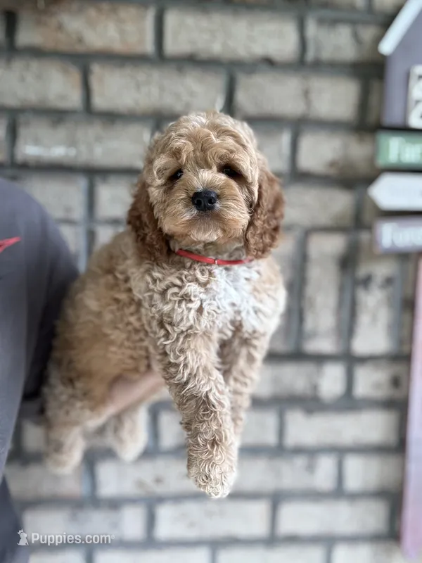 Cockapoo Boy#2 – Cockapoo puppy for sale in Charlotte, NC